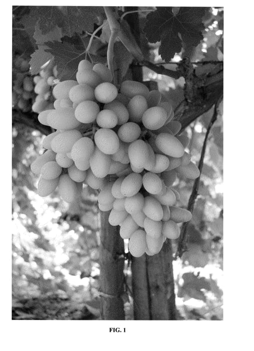 Figure 1 of US plant patent PP24531, the photograph of SV 21-66-226 printed in the patent.