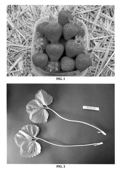 Figure 1 of US plant patent PP24532, the photograph of Romina printed in the patent.