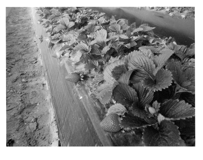 Figure 1 of US plant patent PP24533, the photograph of DrisStrawThirtyThree printed in the patent.