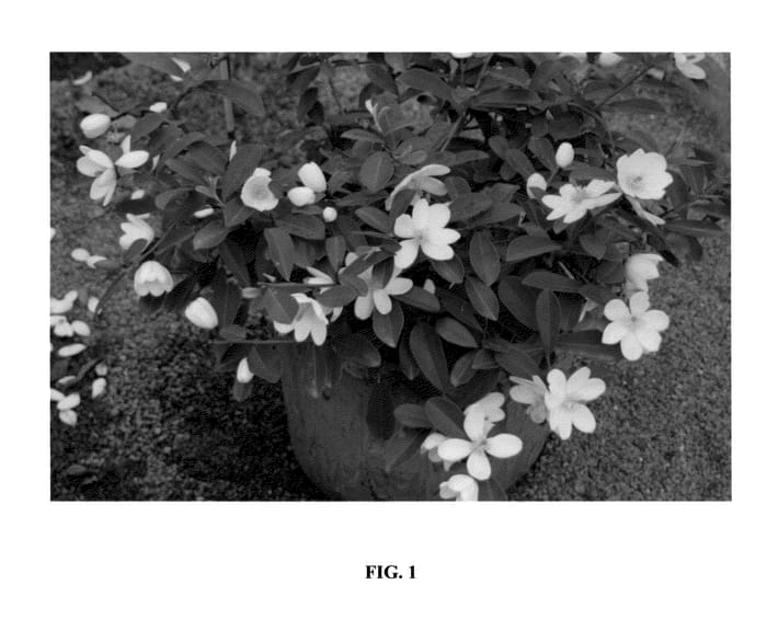 Figure 1 of US plant patent PP24534, the photograph of Free Spirit printed in the patent.