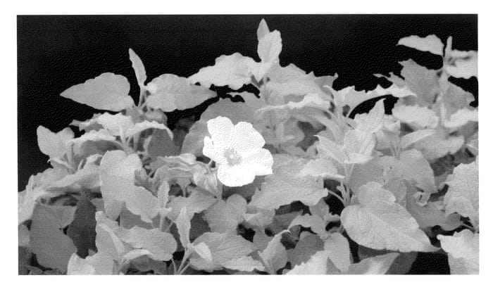 Figure 1 of US plant patent PP24535, the photograph of McGuire's Gold printed in the patent.