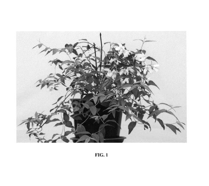 Figure 1 of US plant patent PP24536, the photograph of Dainty Lady printed in the patent.