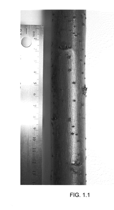 Figure 1 of US plant patent PP24537, the photograph of Preble printed in the patent.