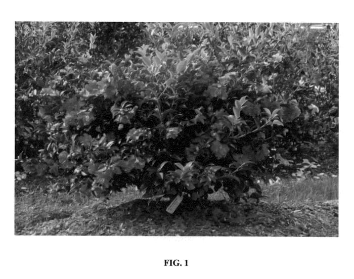 Figure 1 of US plant patent PP24538, the photograph of Green 02-003 printed in the patent.
