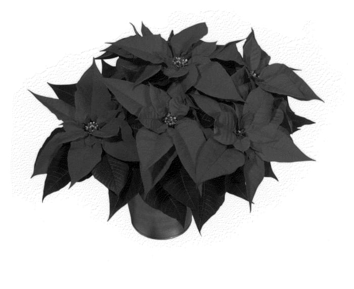 Figure 1 of US plant patent PP24539, the photograph of NPCW12197 printed in the patent.