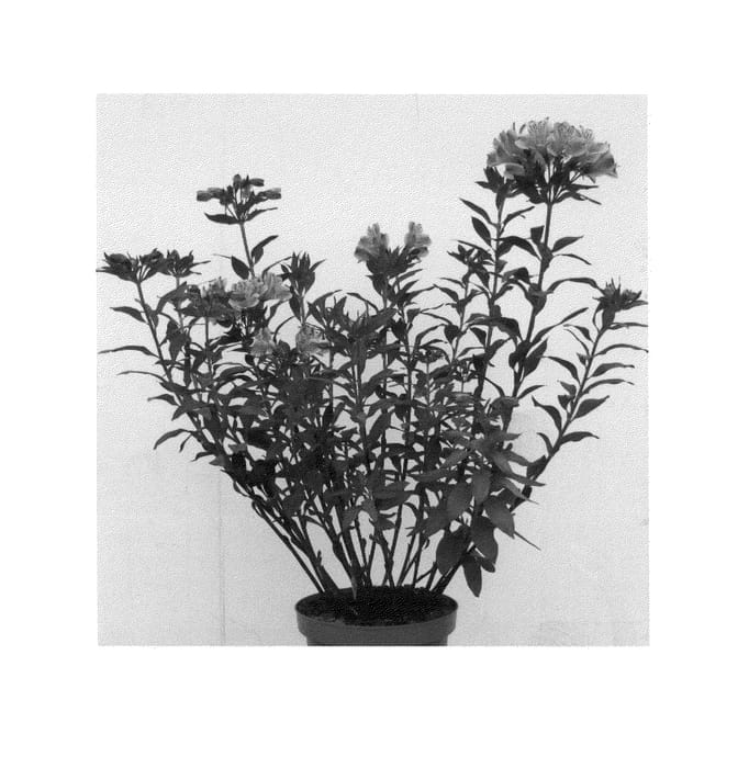 Figure 1 of US plant patent PP24540, the photograph of Tesronto Imp printed in the patent.