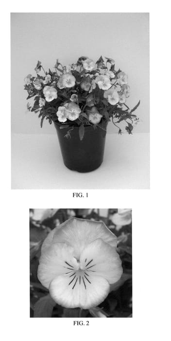 Figure 1 of US plant patent PP24541, the photograph of Halo Sky Blue printed in the patent.