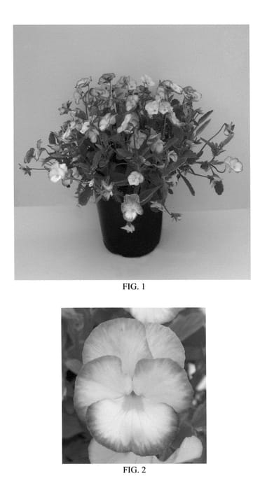 Figure 1 of US plant patent PP24542, the photograph of Halo Lilac printed in the patent.