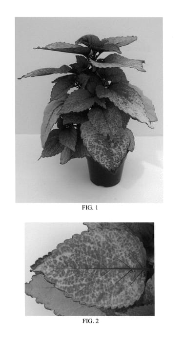 Figure 1 of US plant patent PP24543, the photograph of Balconisp printed in the patent.