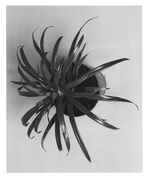 Figure 1 of US plant patent PP24544, the photograph of Dragonrayo printed in the patent.