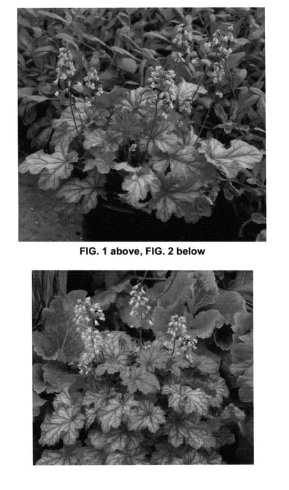 Figure 1 of US plant patent PP24545, the photograph of Ginger Snap printed in the patent.