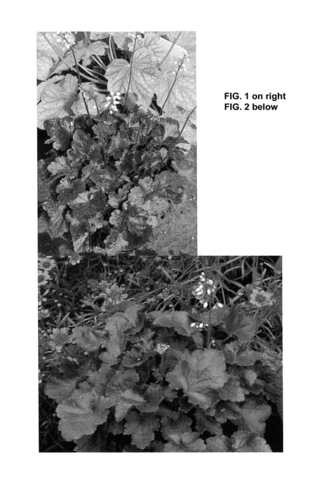 Figure 1 of US plant patent PP24546, the photograph of Coco printed in the patent.