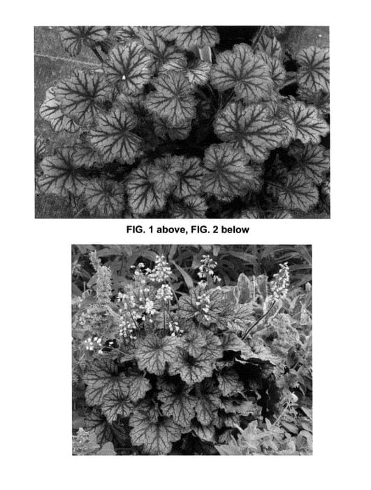 Figure 1 of US plant patent PP24547, the photograph of Frost printed in the patent.