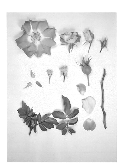 Figure 1 of US plant patent PP24548, the photograph of KORtehaba printed in the patent.