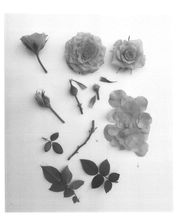 Figure 1 of US plant patent PP24549, the photograph of Poulpar071 printed in the patent.