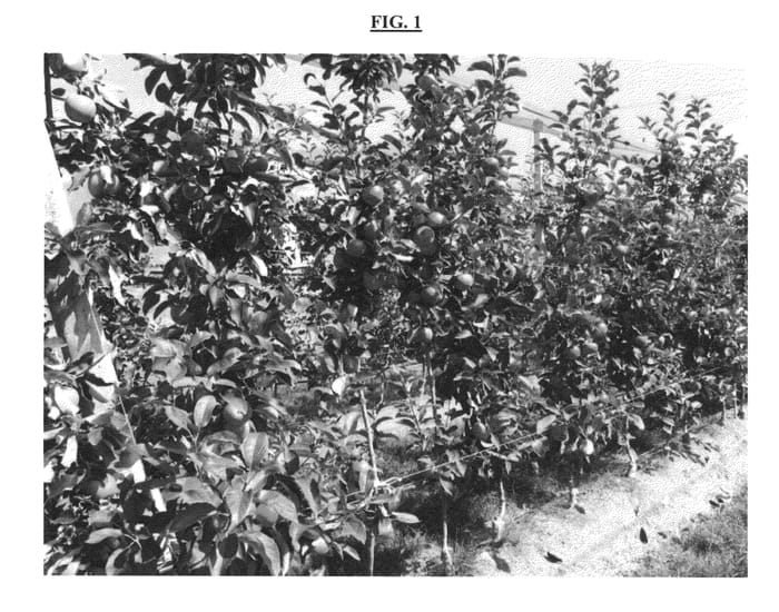 Figure 1 of US plant patent PP24550, the photograph of Gaia printed in the patent.