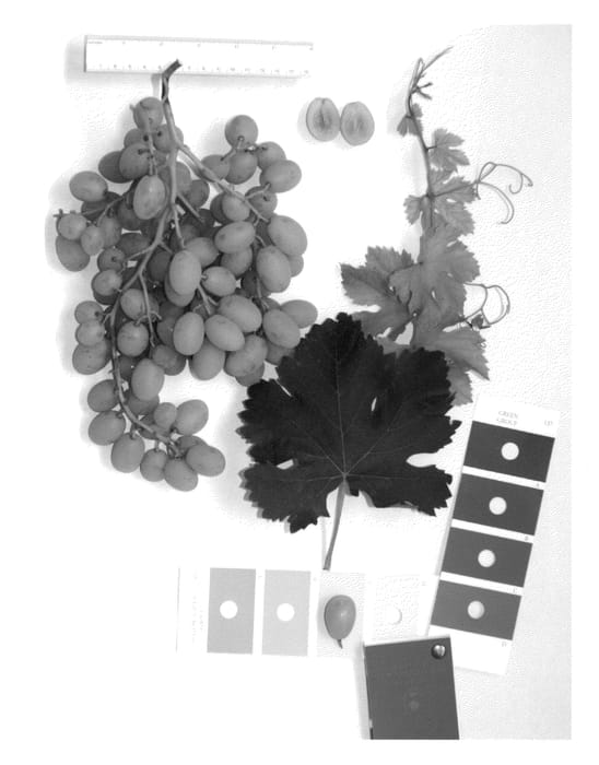 Figure 1 of US plant patent PP24551, the photograph of IFG Eleven printed in the patent.