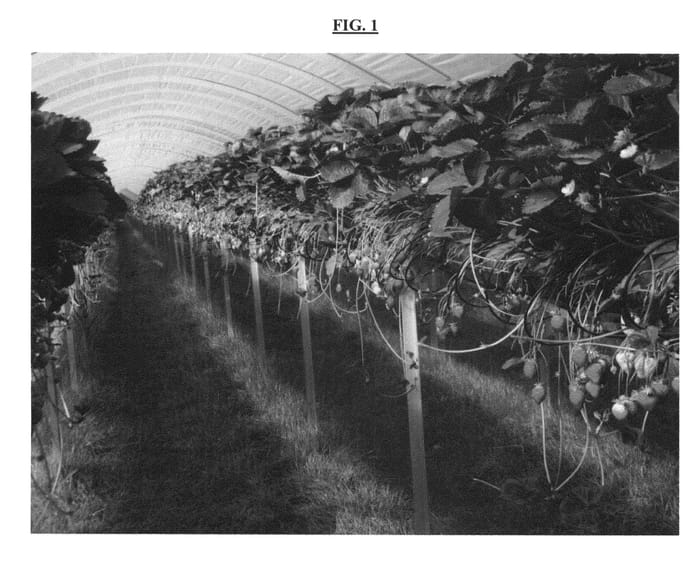 Figure 1 of US plant patent PP24552, the photograph of ISCHIA printed in the patent.