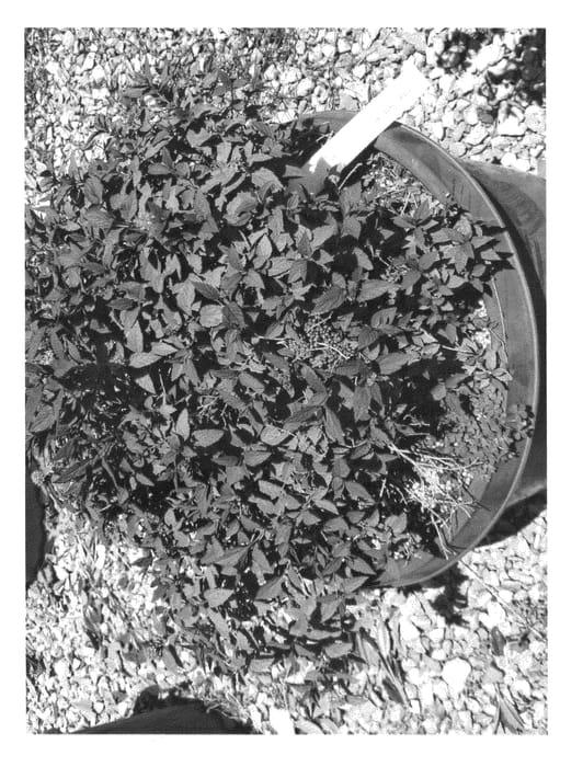 Figure 1 of US plant patent PP24553, the photograph of BL0601 printed in the patent.