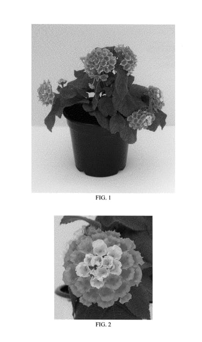 Figure 1 of US plant patent PP24554, the photograph of Balluceagl printed in the patent.