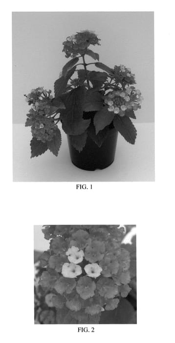 Figure 1 of US plant patent PP24555, the photograph of Flortanapi printed in the patent.