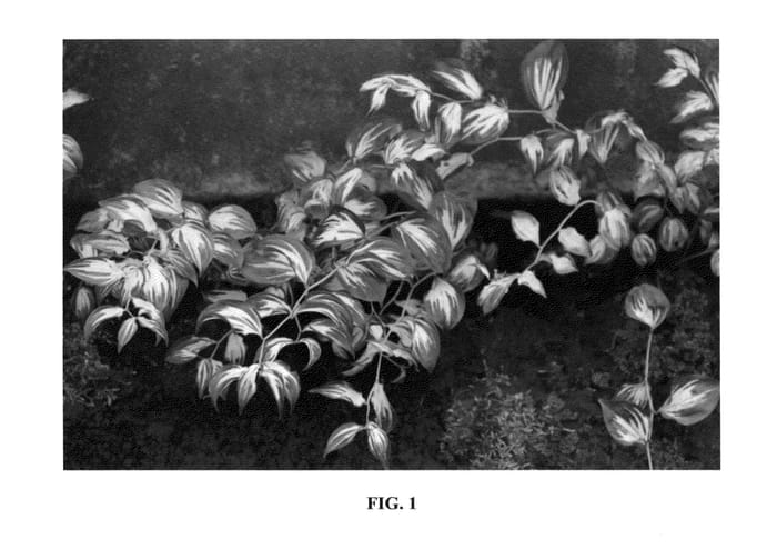Figure 1 of US plant patent PP24556, the photograph of Moonlight printed in the patent.