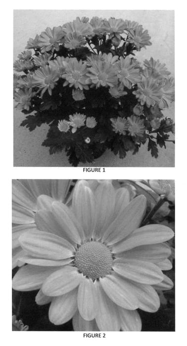 Figure 1 of US plant patent PP24557, the photograph of CIDZ0043 printed in the patent.