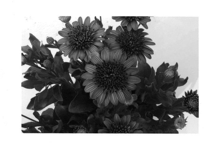 Figure 1 of US plant patent PP24558, the photograph of KLEOE12198 printed in the patent.