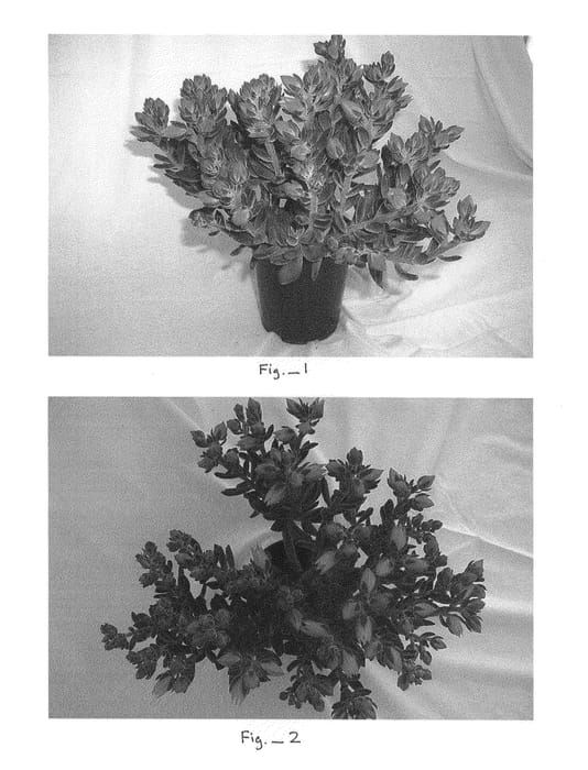 Figure 1 of US plant patent PP24559, the photograph of BCEC-07.001 printed in the patent.