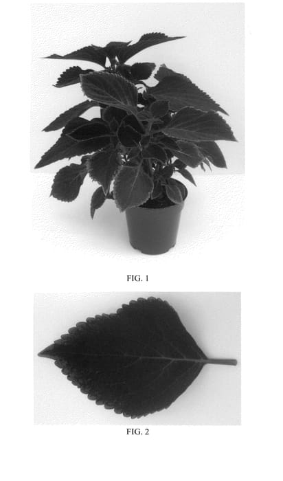 Figure 1 of US plant patent PP24560, the photograph of Balcovino printed in the patent.