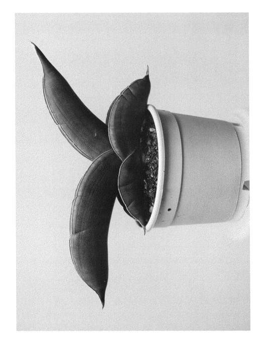 Figure 1 of US plant patent PP24561, the photograph of SAN201201 printed in the patent.