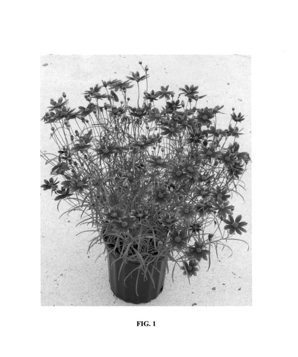 Figure 1 of US plant patent PP24562, the photograph of Main Street printed in the patent.