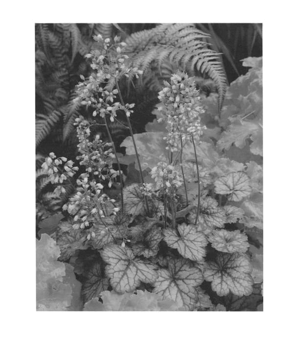 Figure 1 of US plant patent PP24563, the photograph of Peppermint printed in the patent.
