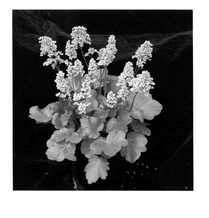 Figure 1 of US plant patent PP24564, the photograph of Blondie printed in the patent.