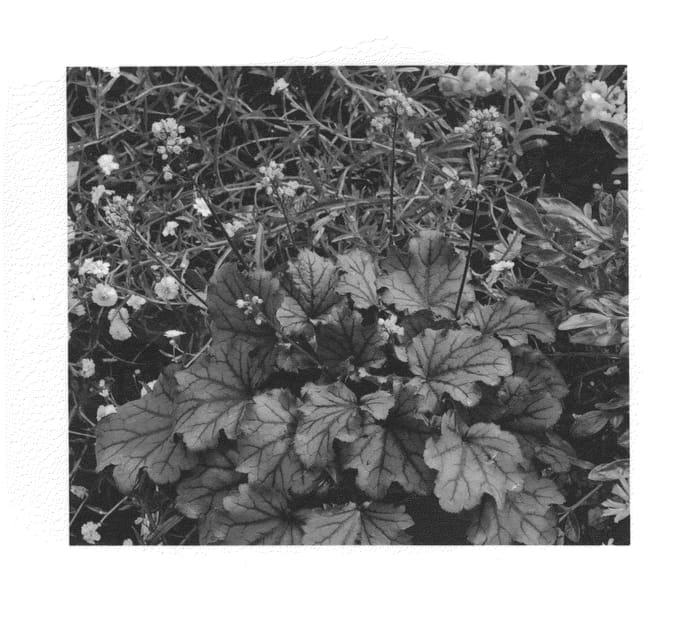 Figure 1 of US plant patent PP24565, the photograph of Sugar Berry printed in the patent.