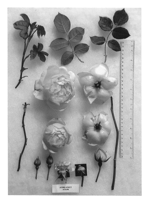 Figure 1 of US plant patent PP24566, the photograph of AUSblanket printed in the patent.