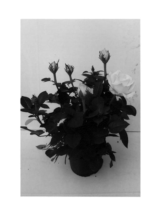 Figure 1 of US plant patent PP24567, the photograph of Evera607 printed in the patent.