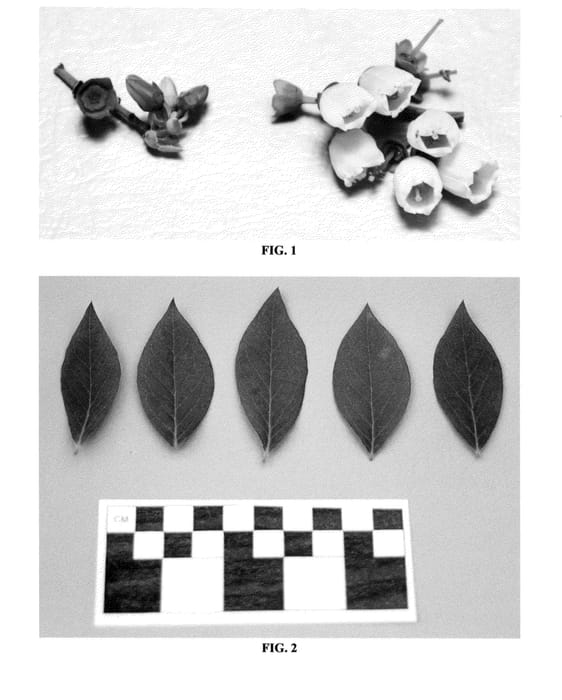 Figure 1 of US plant patent PP24568, the photograph of DrisBlueEight printed in the patent.
