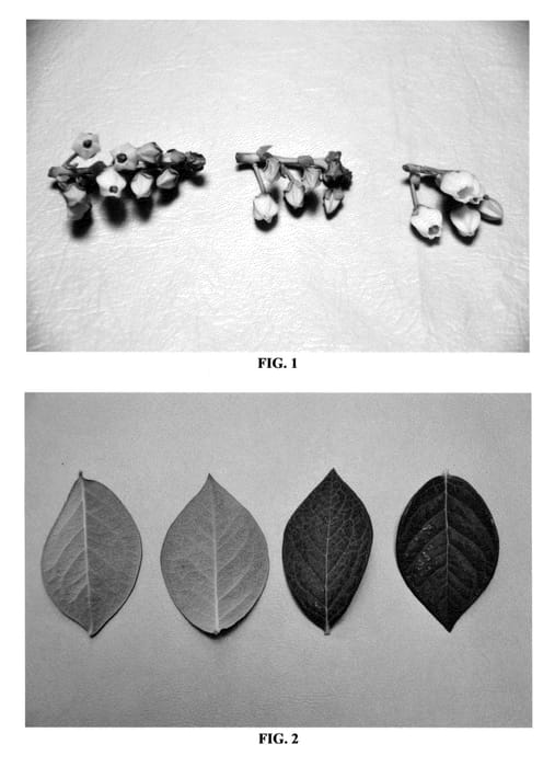 Figure 1 of US plant patent PP24569, the photograph of DrisBlueSix printed in the patent.