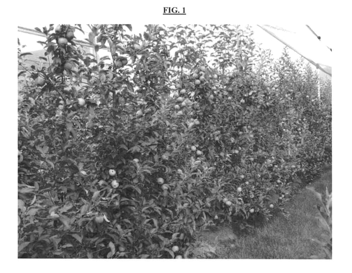 Figure 1 of US plant patent PP24570, the photograph of RENOIRCIV printed in the patent.