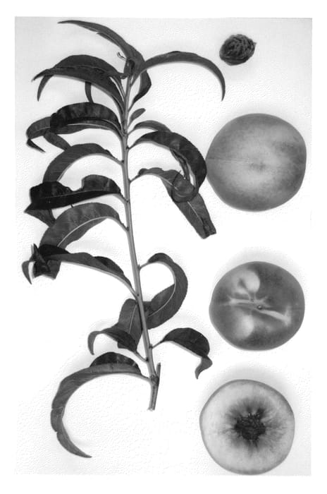Figure 1 of US plant patent PP24571, the photograph of Burpeachthirtyone printed in the patent.