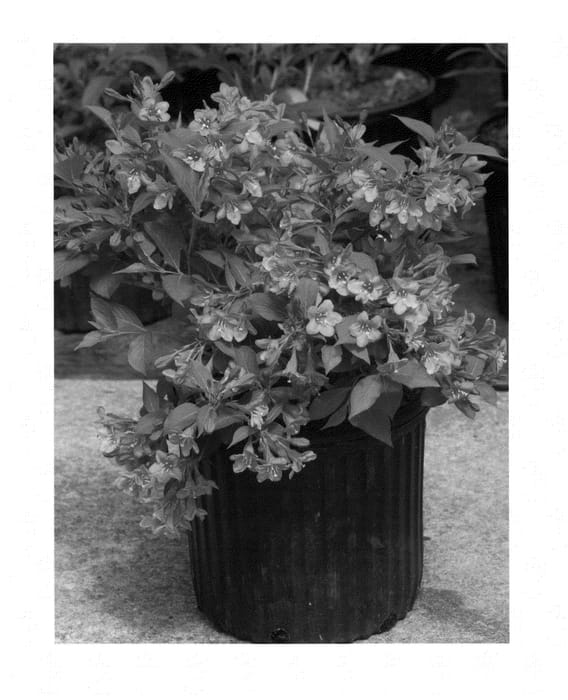 Figure 1 of US plant patent PP24572, the photograph of Bokrasopin printed in the patent.