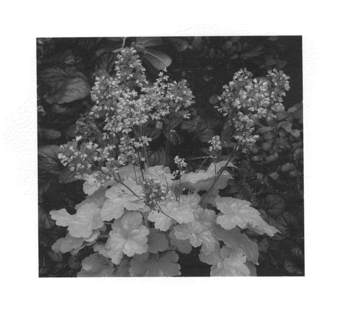 Figure 1 of US plant patent PP24573, the photograph of Sweet Tart printed in the patent.