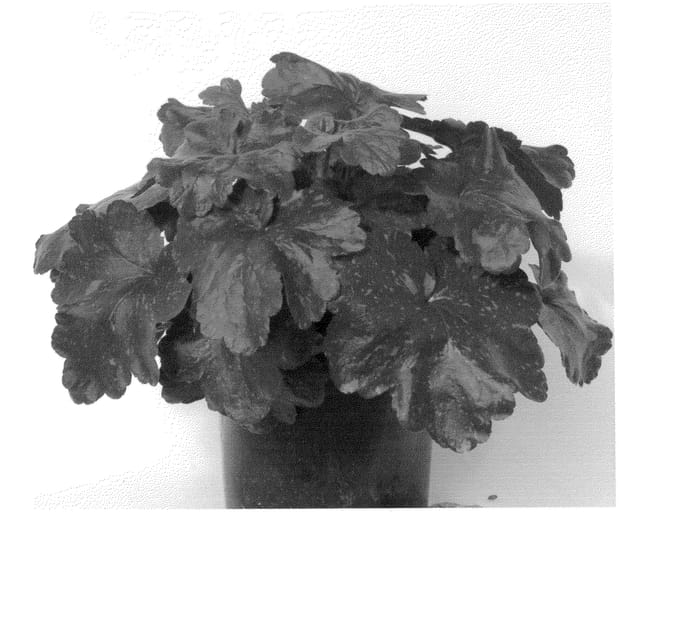 Figure 1 of US plant patent PP24574, the photograph of Galaxy printed in the patent.