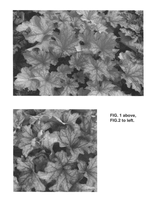 Figure 1 of US plant patent PP24575, the photograph of Paprika printed in the patent.