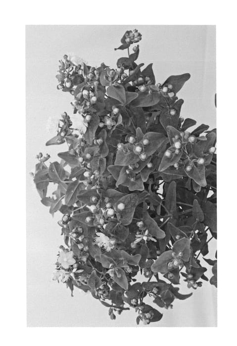 Figure 1 of US plant patent PP24576, the photograph of Kolmapuki printed in the patent.
