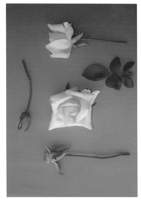 Figure 1 of US plant patent PP24577, the photograph of Big Guy printed in the patent.