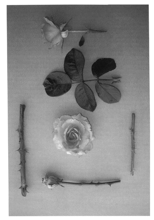 Figure 1 of US plant patent PP24578, the photograph of Jim Jimmy James printed in the patent.