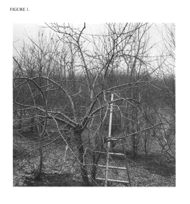 Figure 1 of US plant patent PP24579, the photograph of MAIA1 printed in the patent.