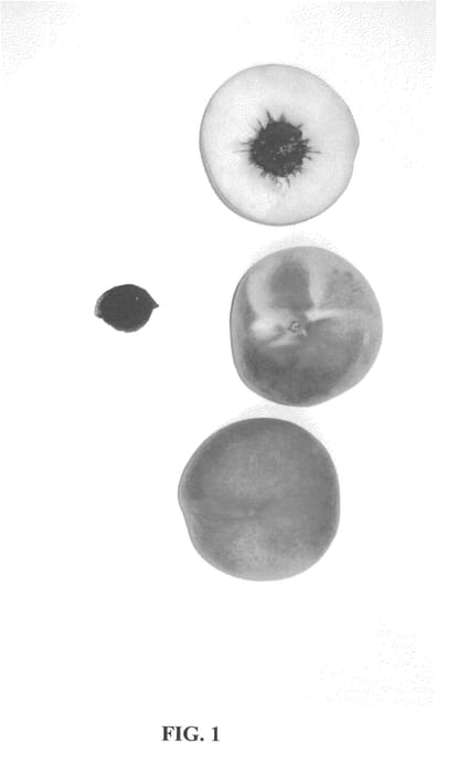 Figure 1 of US plant patent PP24580, the photograph of Burpeachthirtytwo printed in the patent.